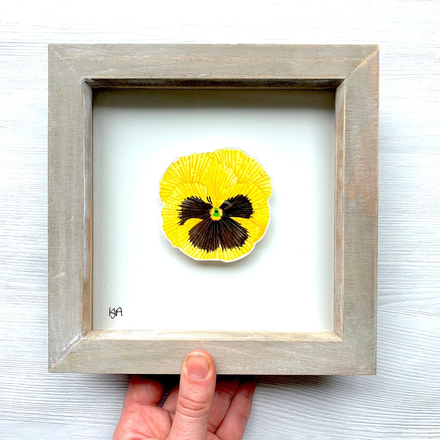 Framed yellow and black pansy held by a hand on a white background