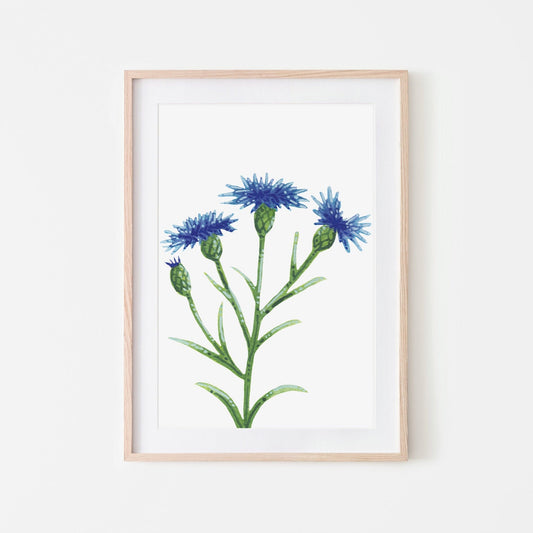A hand-painted watercolor artwork of a blue cornflower, with green leaves and stems, mounted on a white background, ready for framing.