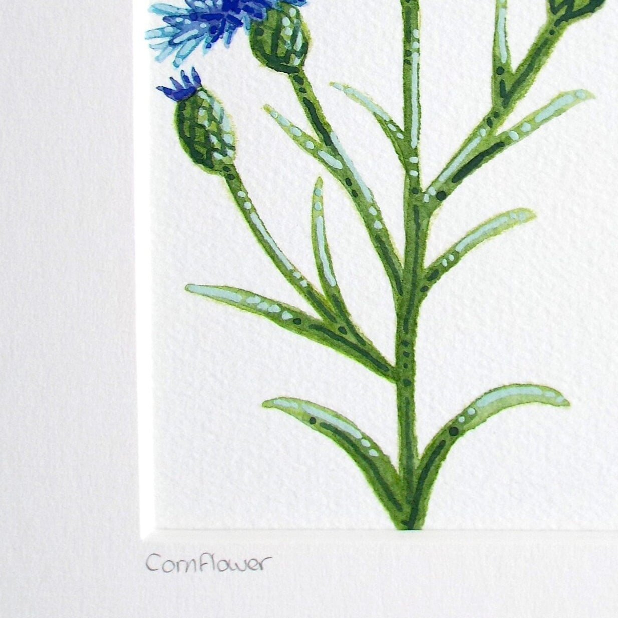 a close up of a cornflower painting in watercolour and gouache showing the details and textures