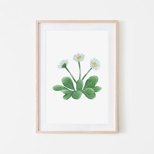 Hand painted white daisy plant with green leaves and yellow centers, shown in a wooden frame. (frame not included in purchase)