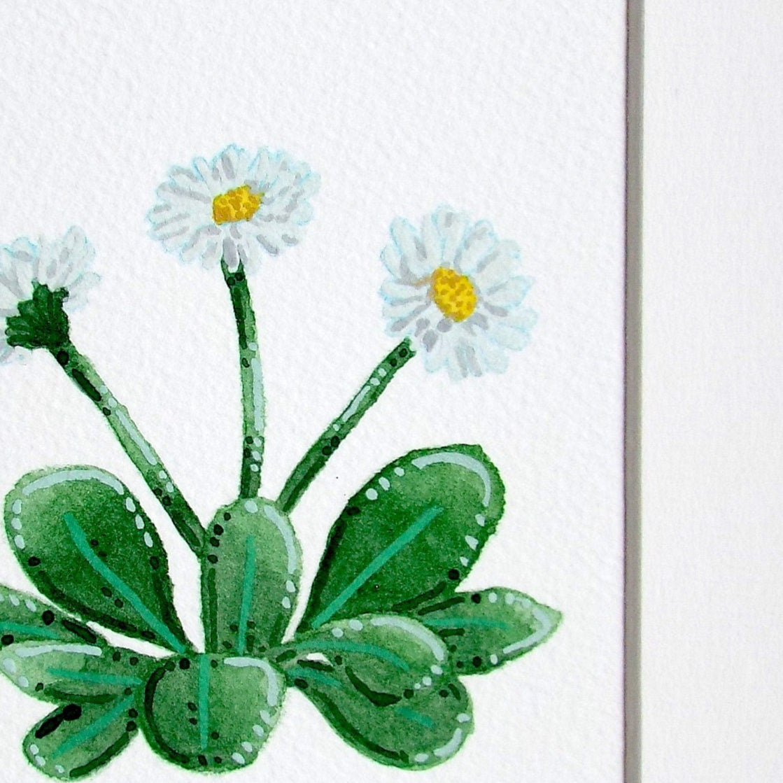close up of an Illustration of a daisy plant with white flowers on a white background.