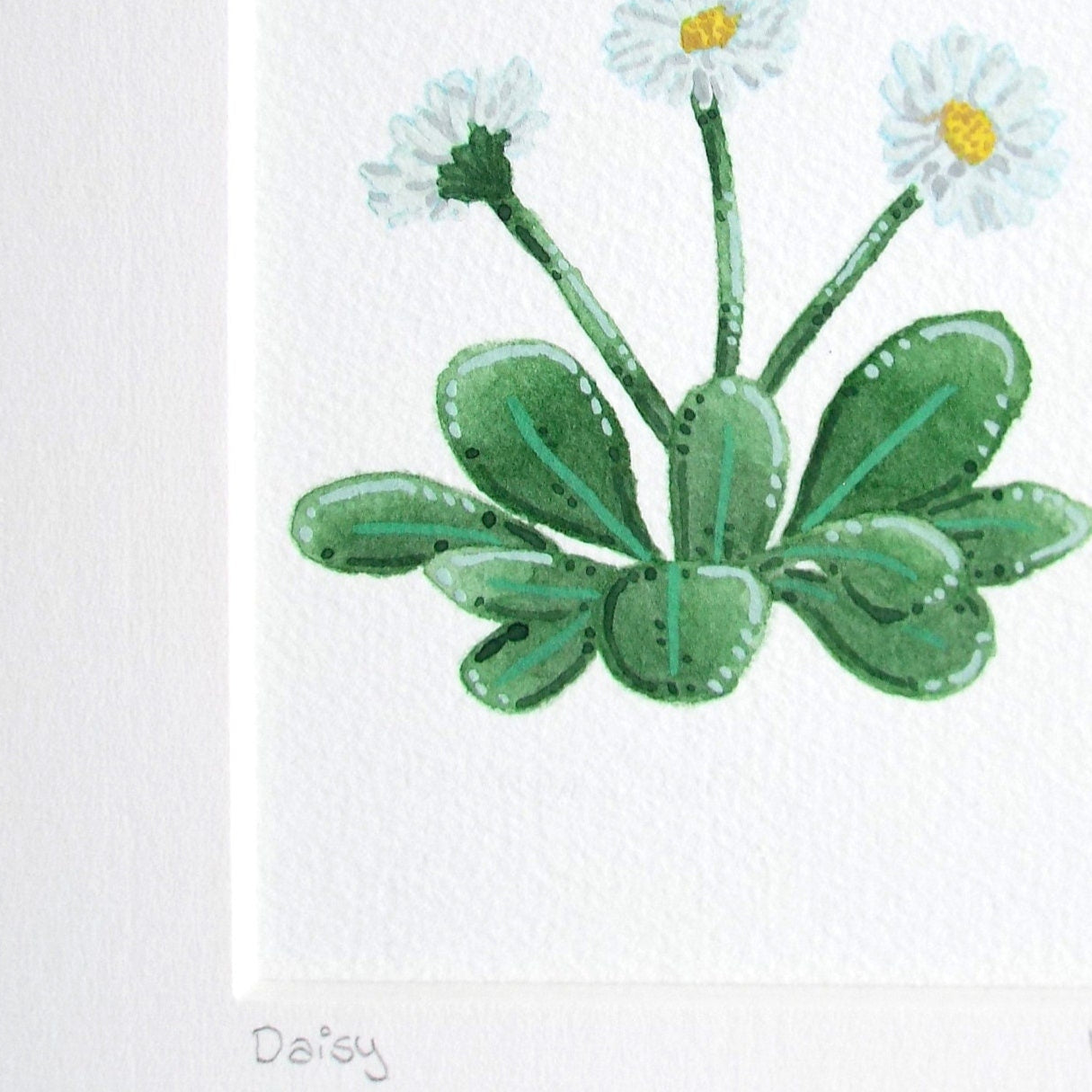 a close of an Illustration of a daisy plant  on white soft texured paper