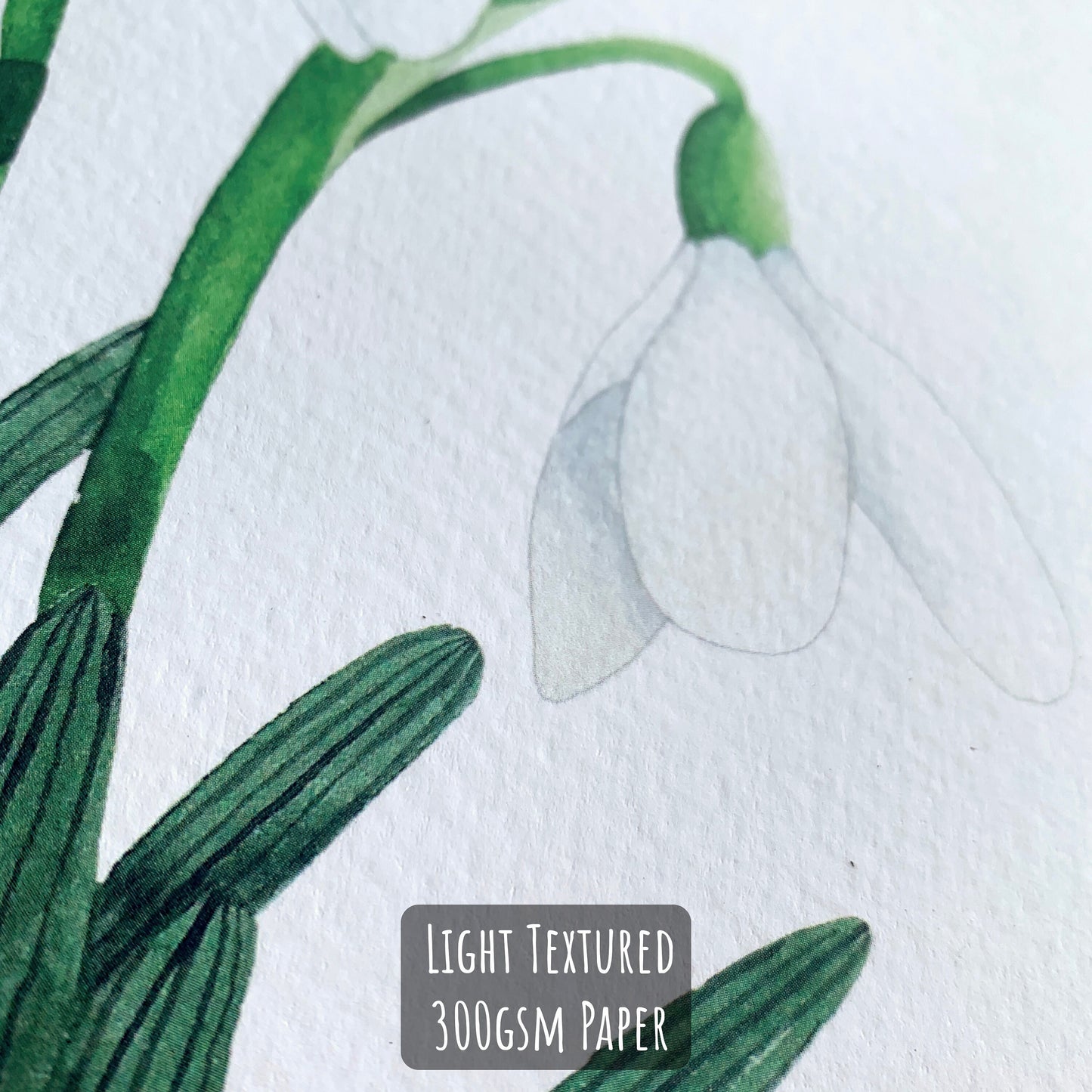 Snowdrop Art Print - A4 Unframed Botanical Watercolour Illustration