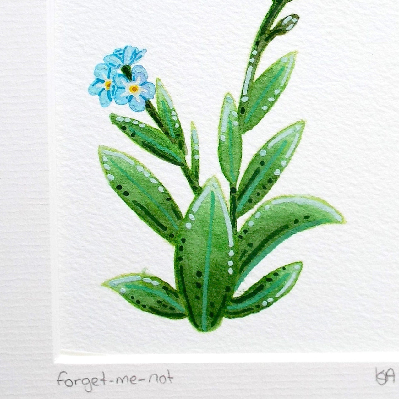 Illustration of a forget-me-not flower with green leaves on a white paper background