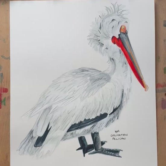 A video of the dalmaitian pelican illustration zooming in on the detail and textures of the artwork and paper stock.
