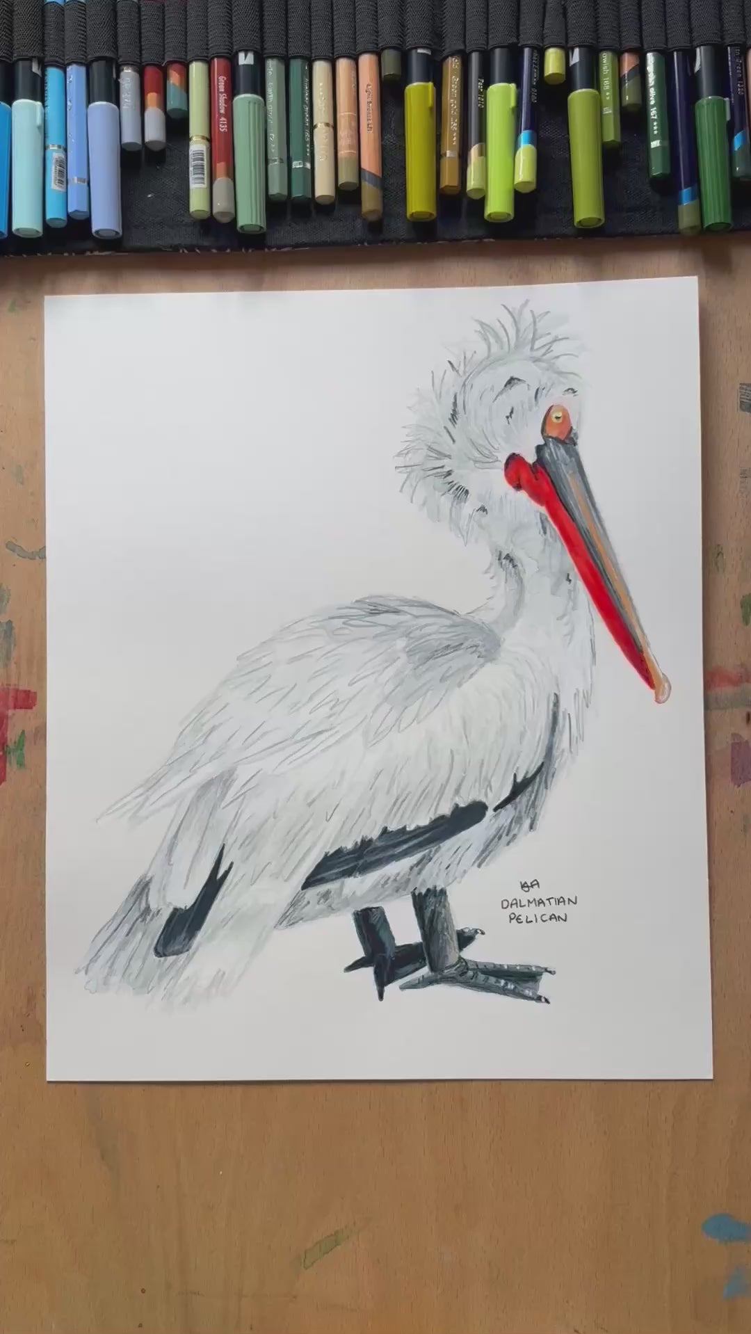 A video of the dalmaitian pelican illustration zooming in on the detail and textures of the artwork and paper stock.