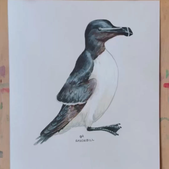 A video of the Razorbill bird artwork showing the close up of the details and textures. Artwork placed on a wooden surface with pencils in the background