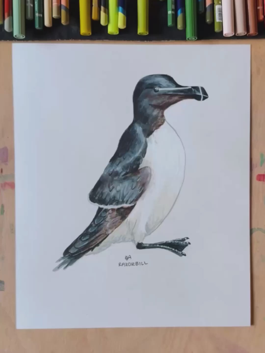 A video of the Razorbill bird artwork showing the close up of the details and textures. Artwork placed on a wooden surface with pencils in the background