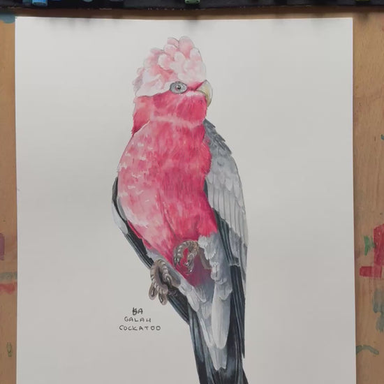 A video zooming in on the galah cockatoo painting showing the details and textures of the illustration and paper stock.