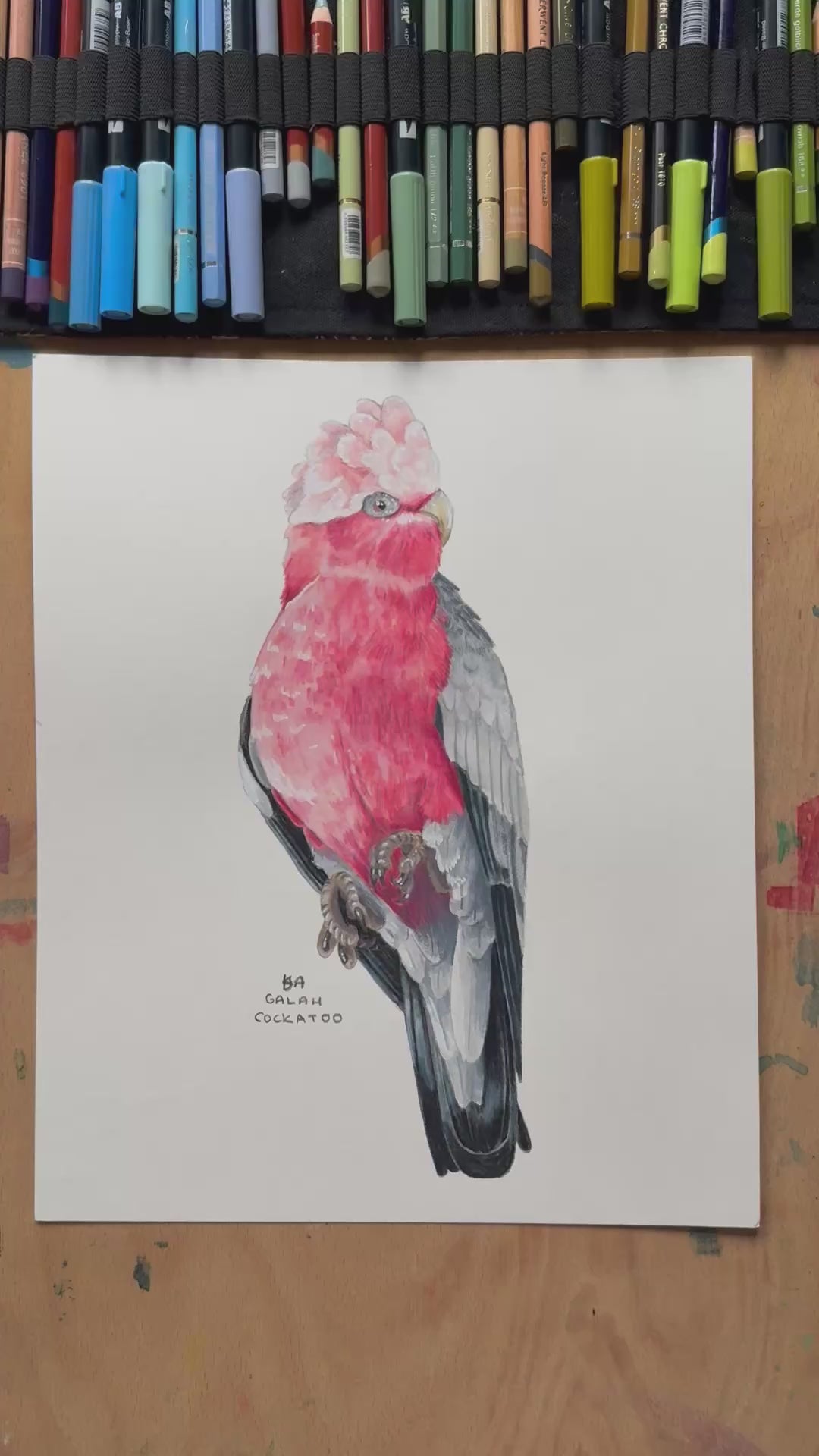 A video zooming in on the galah cockatoo painting showing the details and textures of the illustration and paper stock.