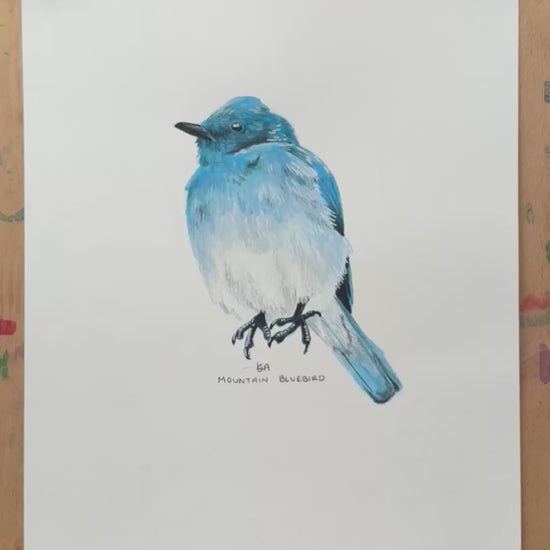 a video clip zooming in on the mountain bluebird artwork showing the details and textures. 