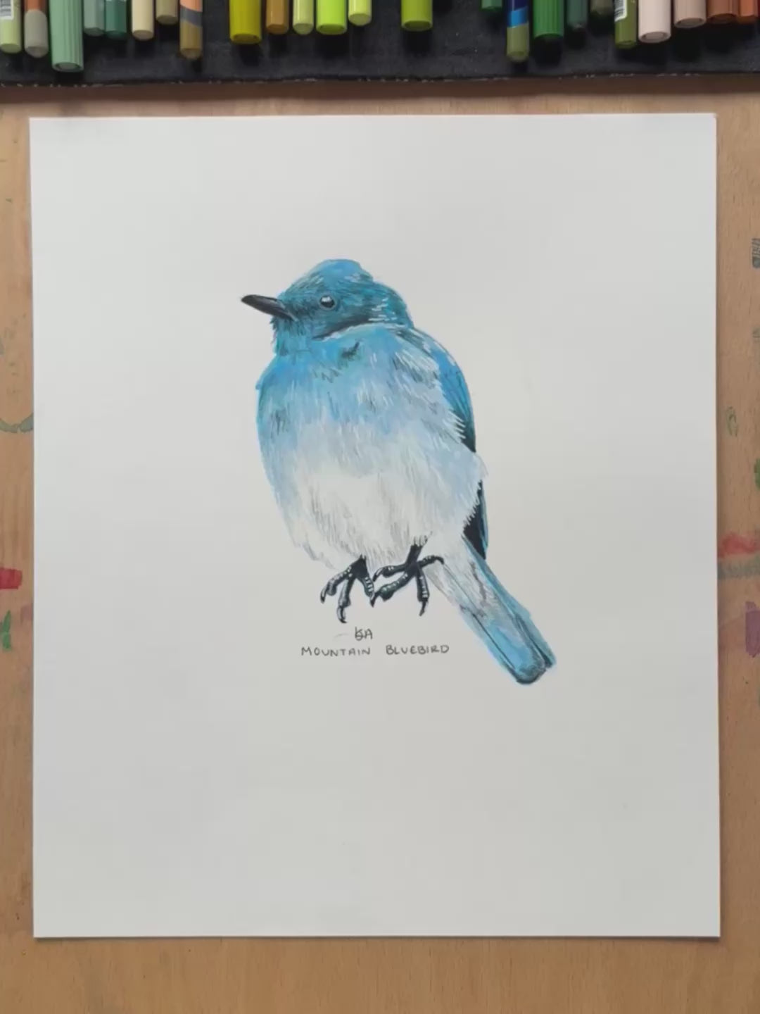 a video clip zooming in on the mountain bluebird artwork showing the details and textures. 