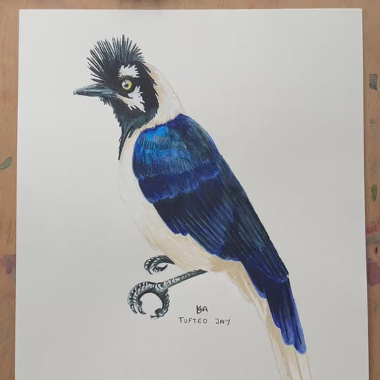 A video zooming in on the details and textures of this Tufted Jay illustration,