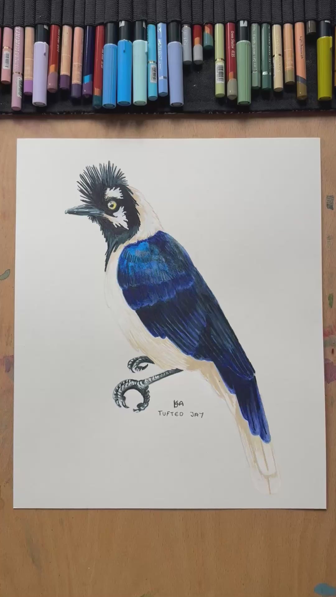 A video zooming in on the details and textures of this Tufted Jay illustration,