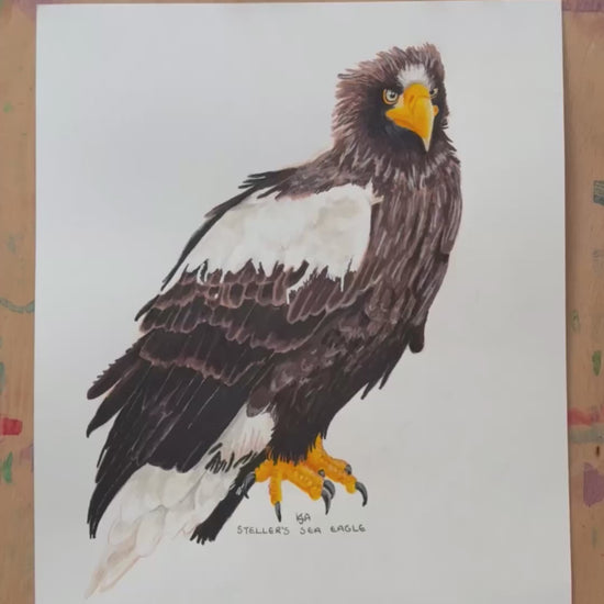 A video zooming in of the steller's sea eagle artwork showing the details.