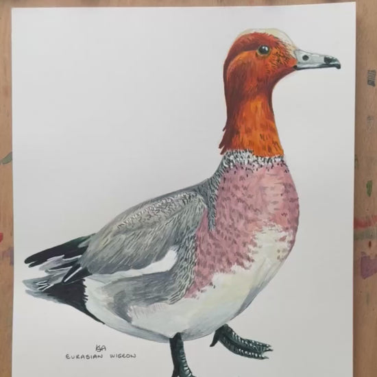 A video zooming in to the wigeon illustration showing the details and textures of the artwork.