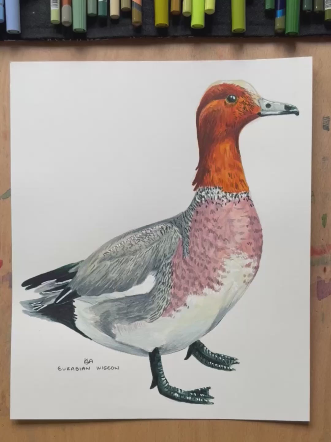 A video zooming in to the wigeon illustration showing the details and textures of the artwork.