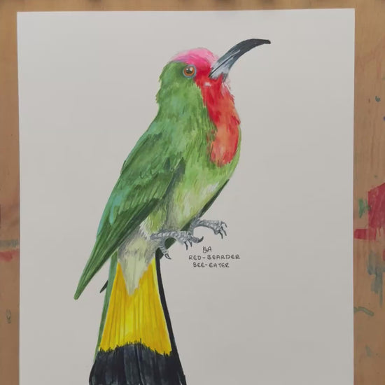 A video zooming in on the Red-bearded Bee-eater artwork showing the details and textures of the illustration and paper stock.