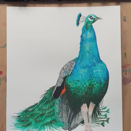 A video zooming in on to the peacock artwork, showing the details and textures of the illustration and paper stock.