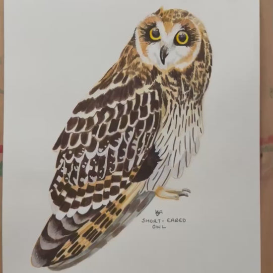 A video of the short eared owl artwork zooming in on the details and textures of the painting.