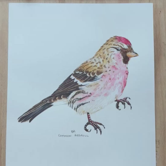 A video zoming in to the common redpoll bird artwork showing the close up details and textures of this piece. 