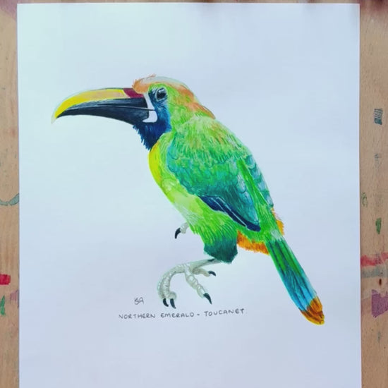 A video showing the close up details and textures of the Northern Emerald Toucanet painting. 