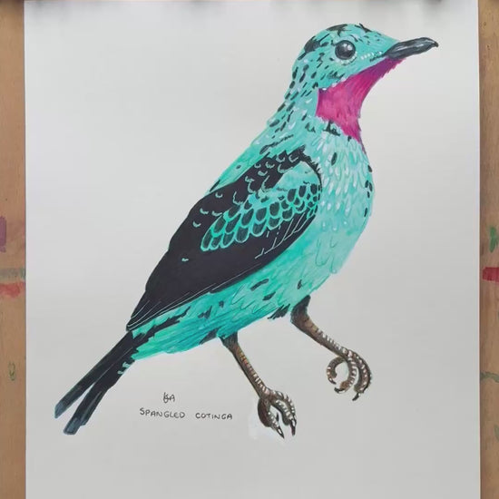 A video zooming in on the details and textures of this Spangled Cotinga blue bird illustration. 