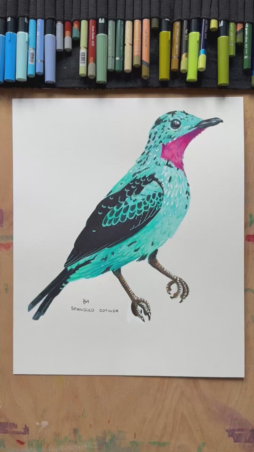 A video zooming in on the details and textures of this Spangled Cotinga blue bird illustration. 