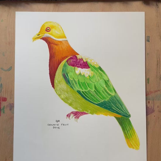 A video zooming in on the ornate fruit dove illustration showing the details and textures of the artwork and paper stock.