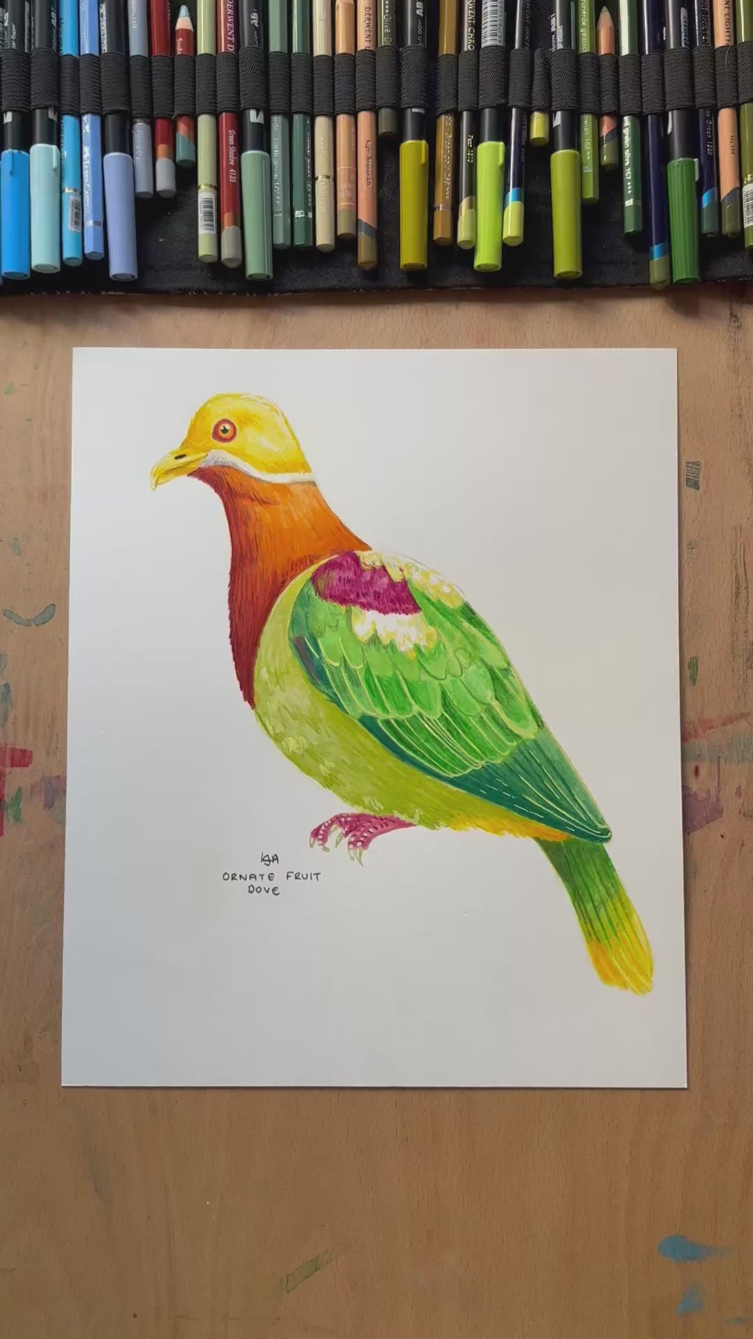 A video zooming in on the ornate fruit dove illustration showing the details and textures of the artwork and paper stock.