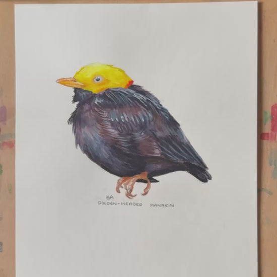 A close up video showing the textures and details fo the Golden-Headed Manakin bird painting.