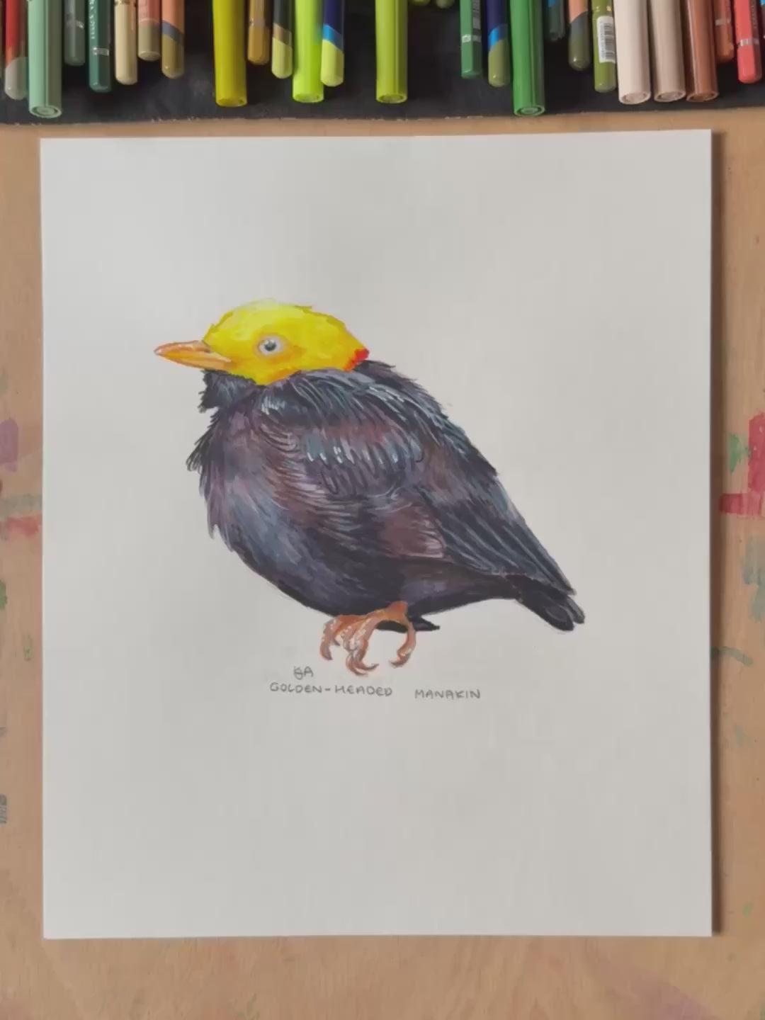 A close up video showing the textures and details fo the Golden-Headed Manakin bird painting.