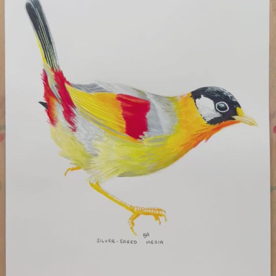 A video of the Framed artwork of a colourful Sliver Eared Mesia bird artwork zooming in showing the details and textures of the painting.