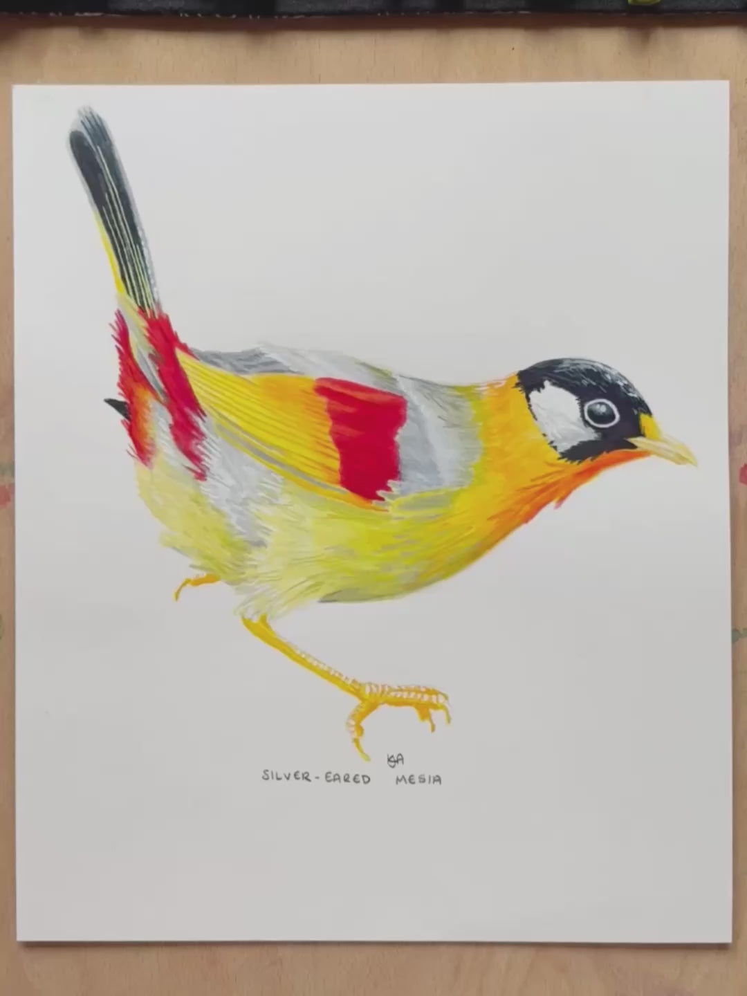 A video of the Framed artwork of a colourful Sliver Eared Mesia bird artwork zooming in showing the details and textures of the painting.