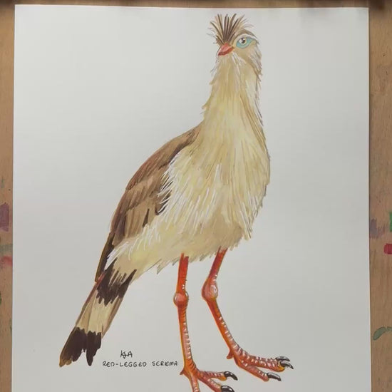 A video zooming in on the Red-Legged Seriema bird illustration showing the textures and details of the artwork