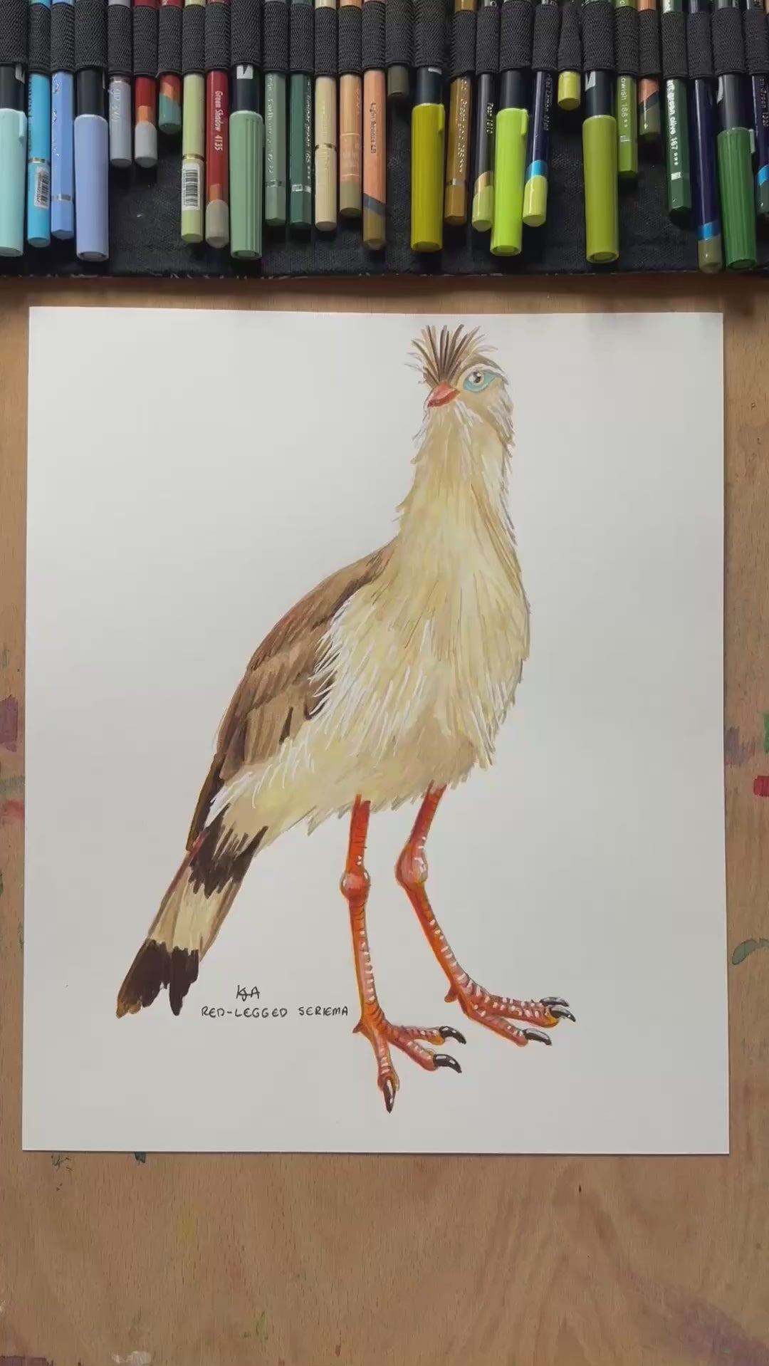 A video zooming in on the Red-Legged Seriema bird illustration showing the textures and details of the artwork