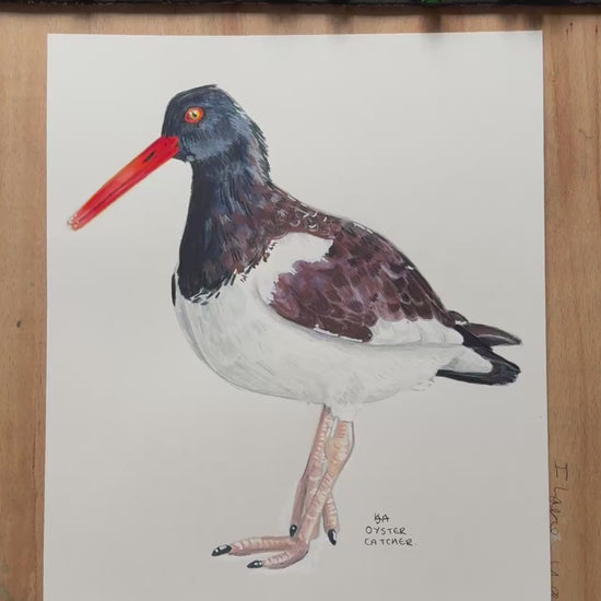 A video zooming in on to the oyster catcher artwork, showing the details and textures of the illustration and paper stock.