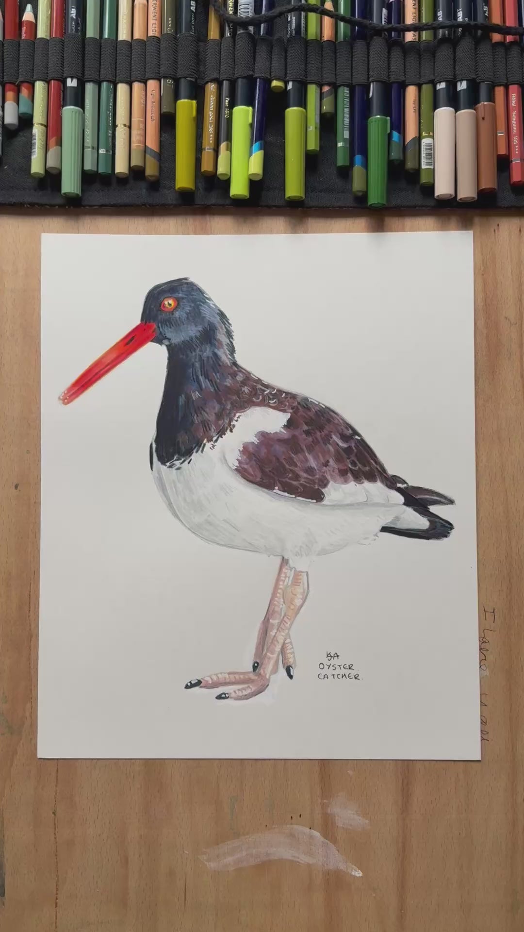 A video zooming in on to the oyster catcher artwork, showing the details and textures of the illustration and paper stock.