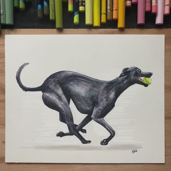 A video showing the close up of colour and textures of a hand drawn mixed media black whippet dog in a mid running position with a tennis ball in its mouth.