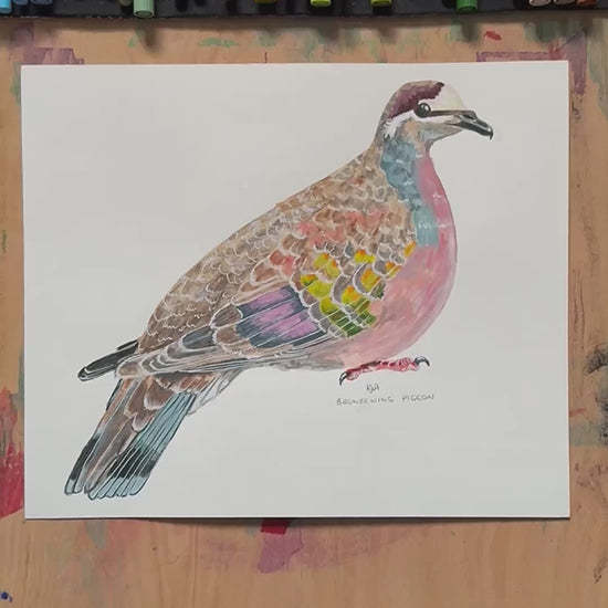 A video showing the Bronzewing dove paintings close up and details.