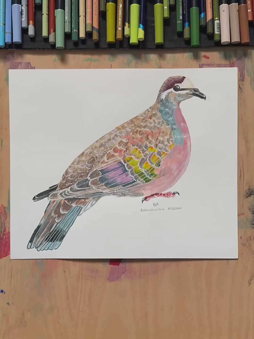 A video showing the Bronzewing dove paintings close up and details.