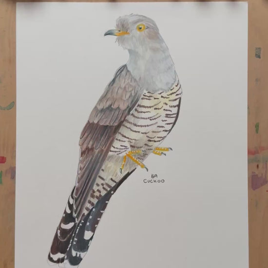 A video zooming in o n the cuckoo artwork showing the textures and details of the illustration and paper stock.