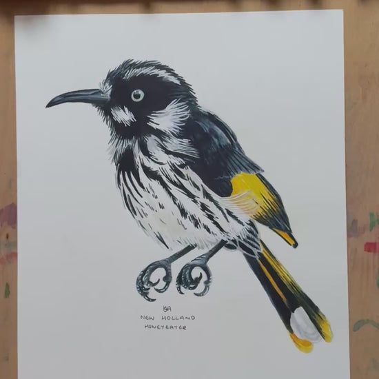 A video zooming in on the New holland honeyeater artwork showing the textures and details of the illustration and the paper stock. 