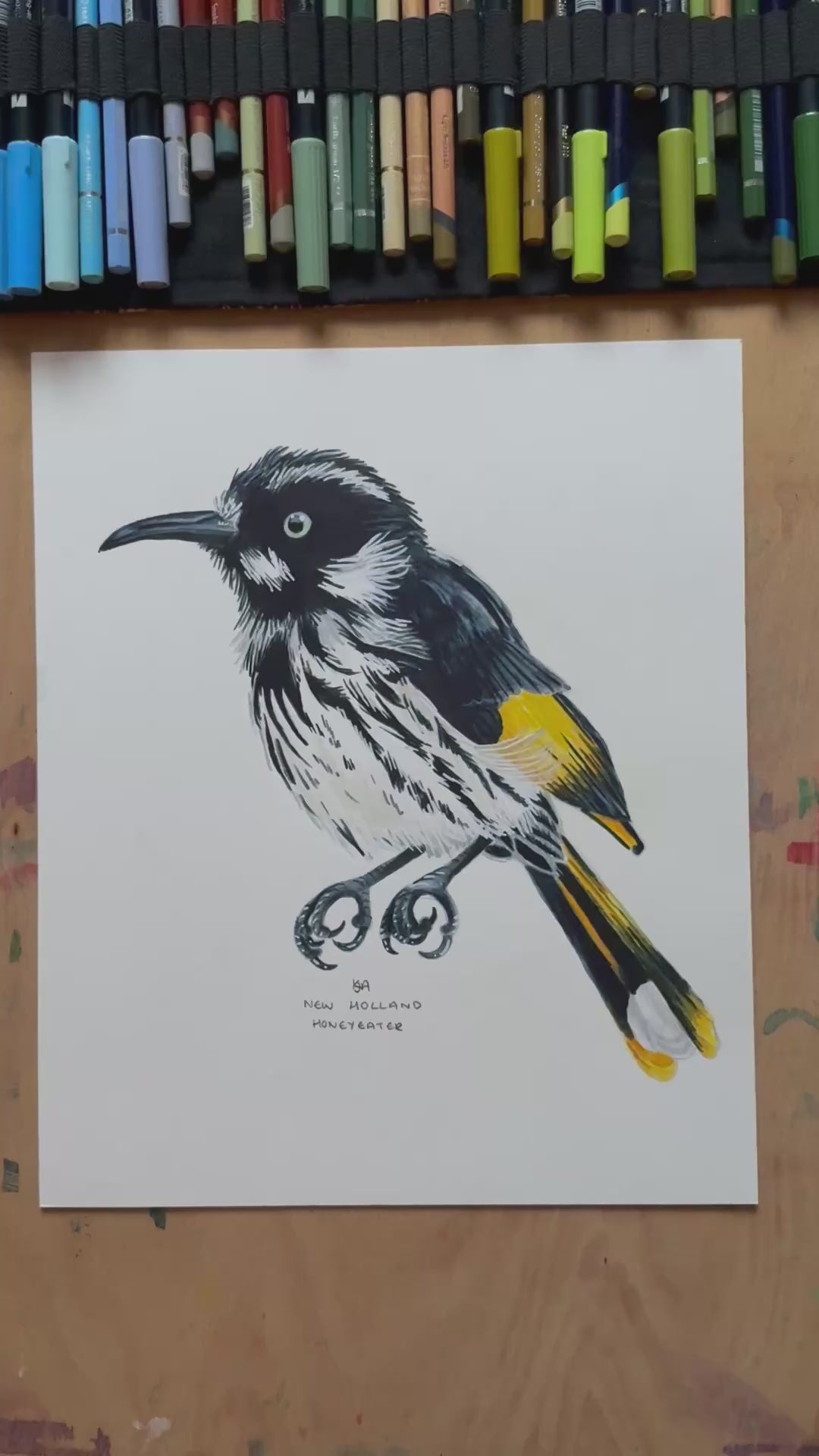 A video zooming in on the New holland honeyeater artwork showing the textures and details of the illustration and the paper stock. 
