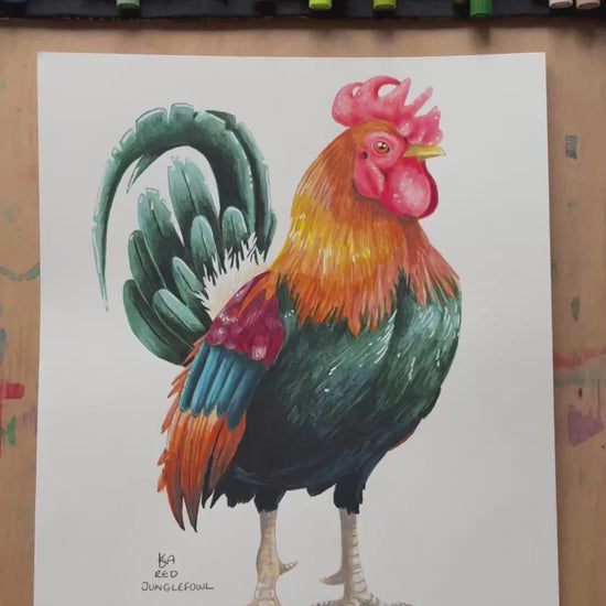 A video zooming in on to the rooster artwork, showing the details and textures of the illustration and paper stock.