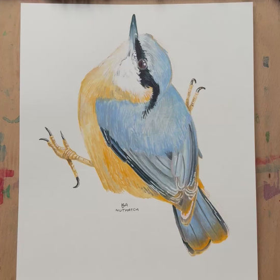 A videoing zooming in on the huthach bird illustration showing the details and textures of the artwork.