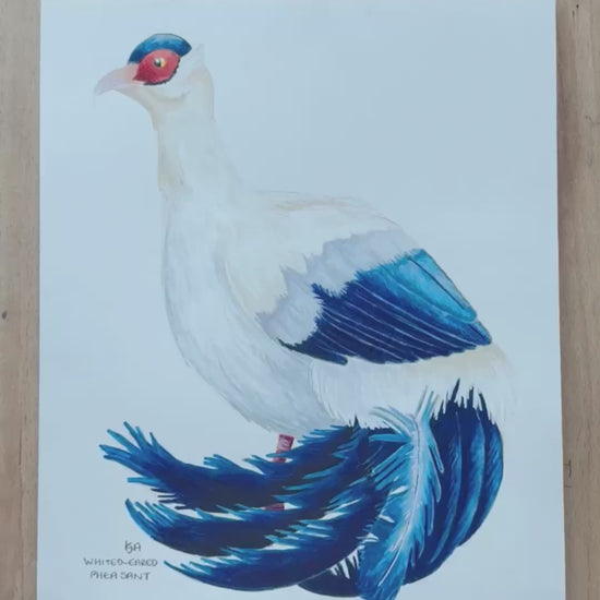 A video zooming in on the white eared pheasant artwork showing the painted details, the textures and the paper.