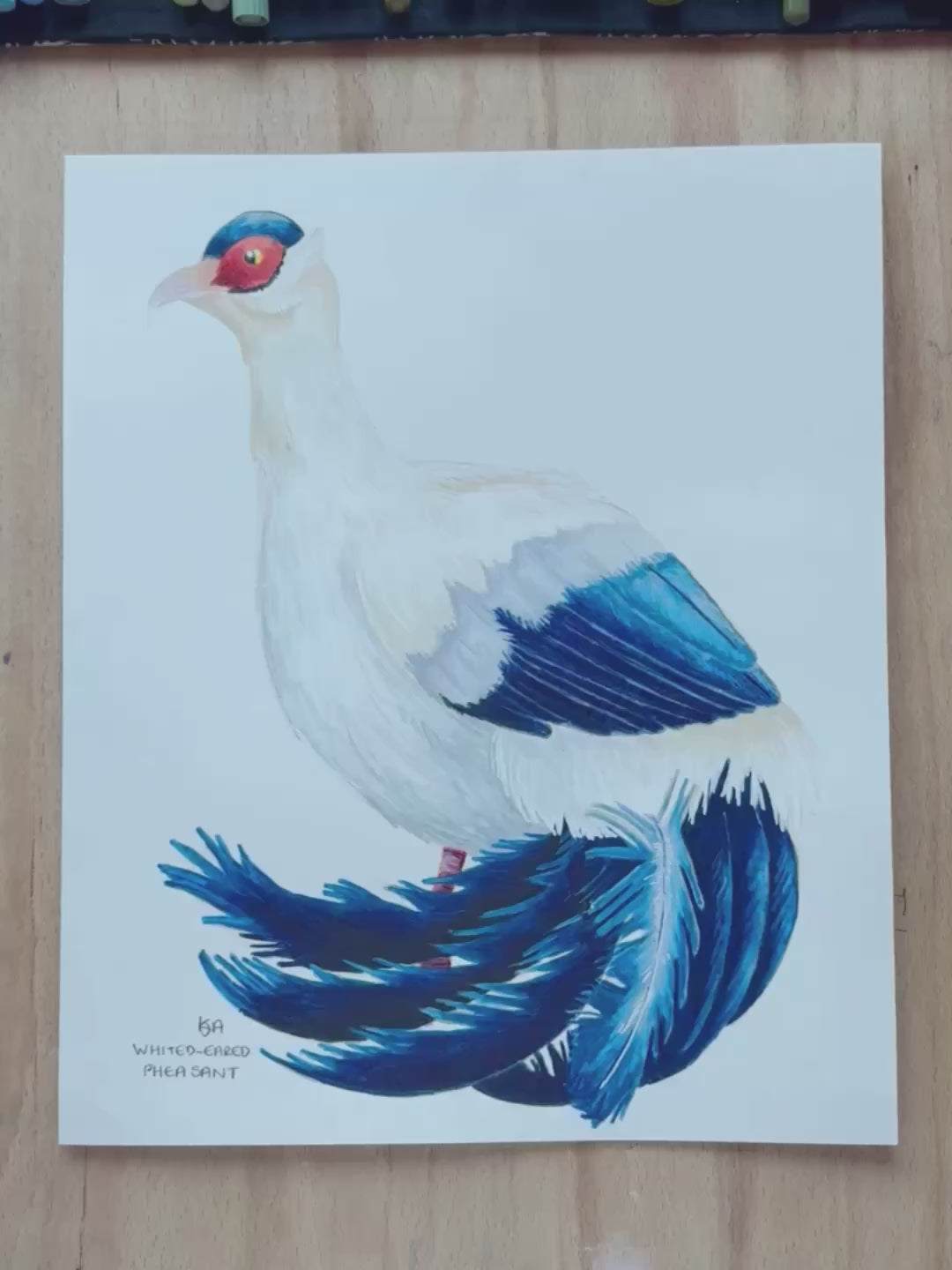 A video zooming in on the white eared pheasant artwork showing the painted details, the textures and the paper.