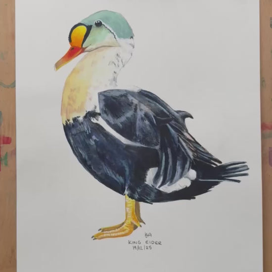 A video showing the close up details and textures of the King Eider Duck painting
