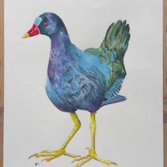 A video zooming in on the American Purple Gallinule bird artwork work. showing the details and textures of the mixed media artwork.